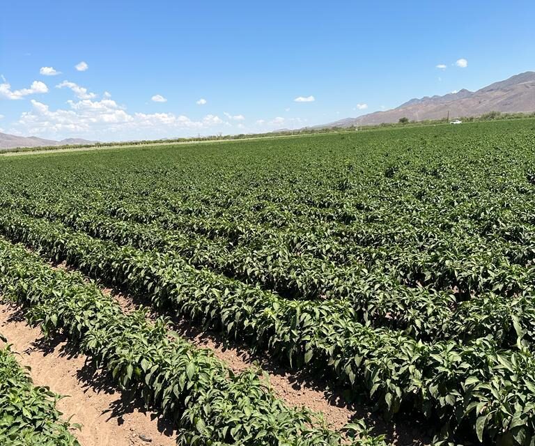 Invita Sader al crédito «Cosechando soberanía»