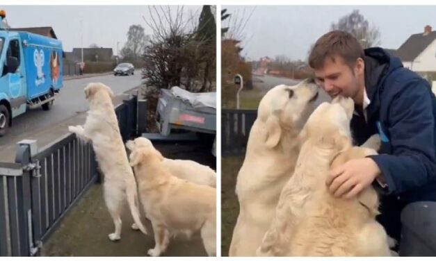 Perritos esperan al camión de helados y reciben una dulce sorpresa