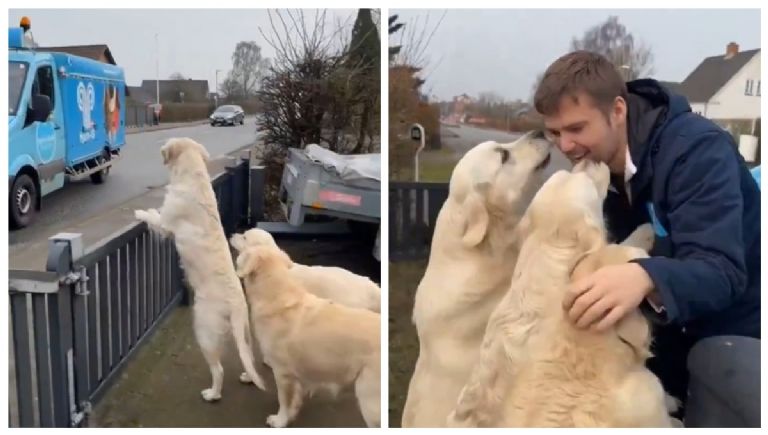 Perritos esperan al camión de helados y reciben una dulce sorpresa