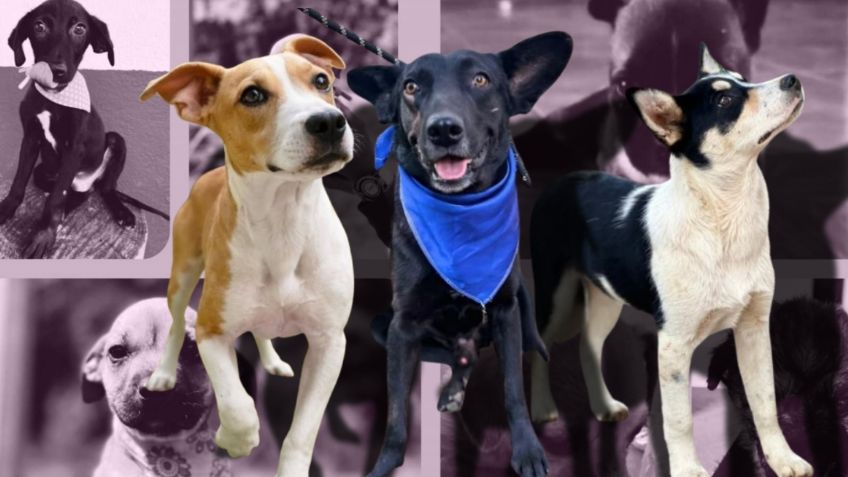 Perritos de talla mediana y viejitos son los más rechazados por adoptantes