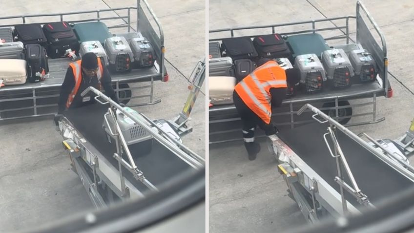 Trabajador de aeropuerto enternece las redes por su trato a un grupo de gatitos viajeros