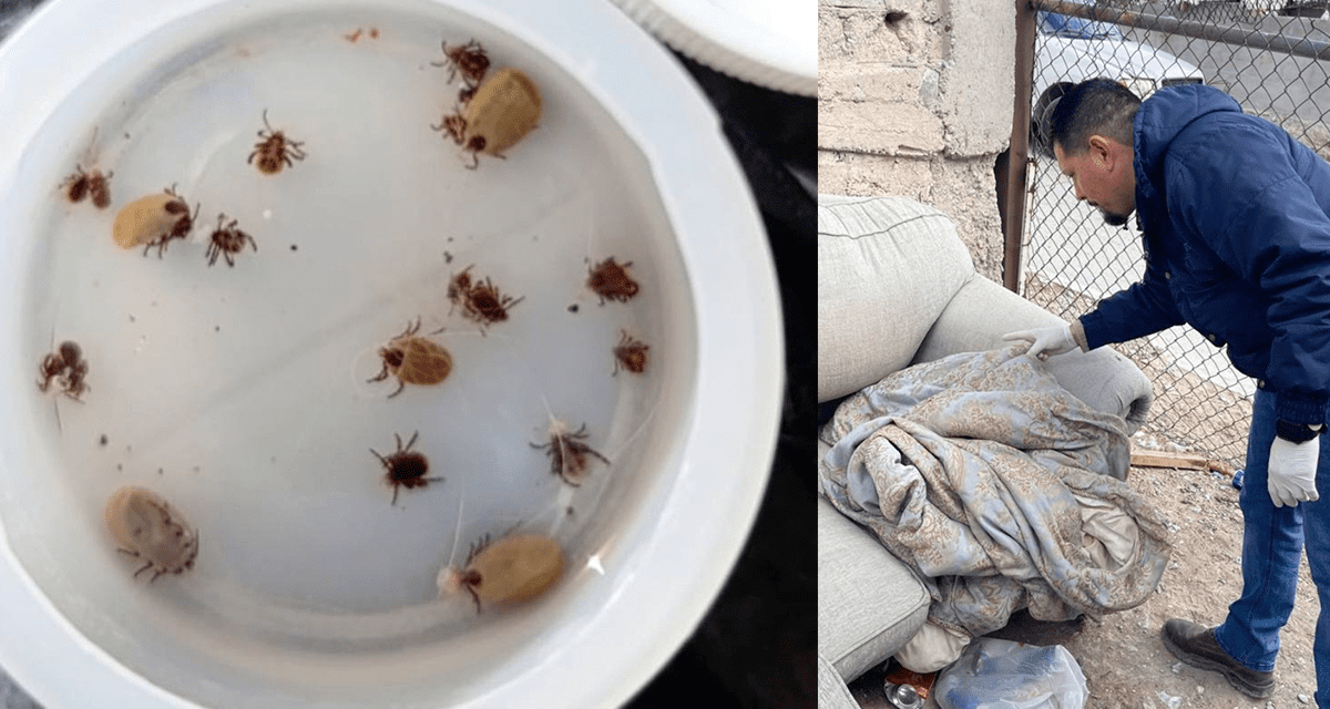 Refuerza Salud vigilancia epidemiológica contra la rickettsiosis