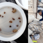 Refuerza Salud vigilancia epidemiológica contra la rickettsiosis