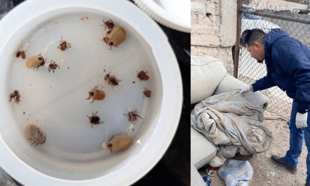 Refuerza Salud vigilancia epidemiológica contra la rickettsiosis